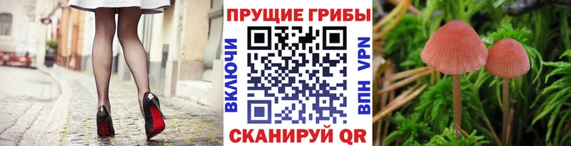 hydra ссылки  Протвино  Псилоцибиновые грибы мицелий 